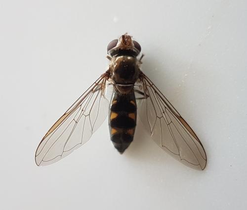 Réf. 224 729 : Meliscaeva auricollis